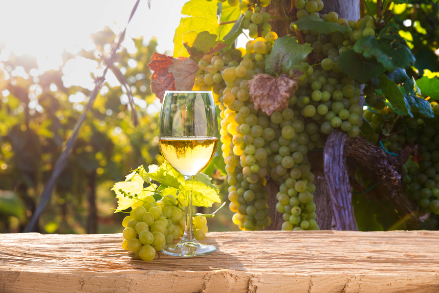 Grillo Sicilia DOC: curiosità, caratteristiche e abbinamenti Grillo Sicilia DOC: curiosità, caratteristiche e abbinamenti